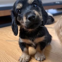 Bronner - Black and tan male Dachshund puppy in Arizona from Vonaducci Doxies, LLC.