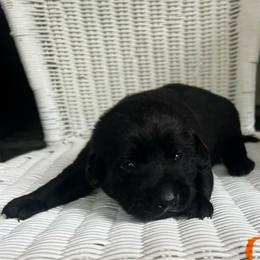 Orange - Black male Labrador Retriever puppy in Monticello, Georgia from Hollow Meadows Retrievers