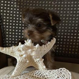 Yorkshire Terriers from My Yorkie Melts❤️❤️❤️
