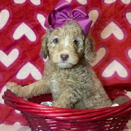 Juliet - Cream female Poodle puppy in Buffalo, Illinois from Pear Tree Pups