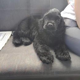 Cocker Spaniel Puppies from Top Notch Sporting Dogs