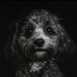 Cavapoo All Grown Up from Horton & Co. Cavapoos