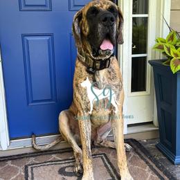 Great Danes from Southern Grace Great Danes