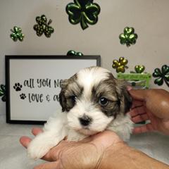Girl 3 - Brown female Mal-Shi puppy in Boca Raton, Florida from Tina-Marie's Pups