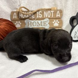 Purple collar male wirehair - Black male Dachshund puppy in Pleasant Plains, Arkansas from JGBs Dachshunds
