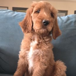 Warren - Red  male Goldendoodle puppy in Galt, Missouri from Only Doodles!