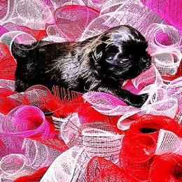 Lilly - Liver female Shih Tzu puppy in Willard, Utah from Shih-tzu Queen