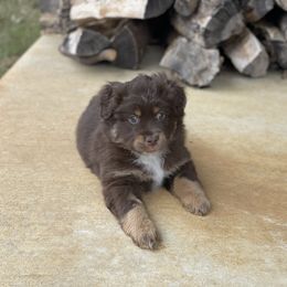 Miniature Australian Shepherd Puppies from Rebel Creek Mini Aussies