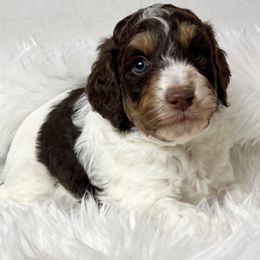 Koda - Red phantom male Aussiedoodle puppy in Clarkston, Washington from Aussiedoodle palace