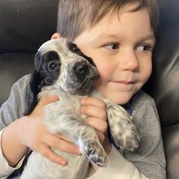 English Cocker Spaniel Puppies from Nonnies Cockers