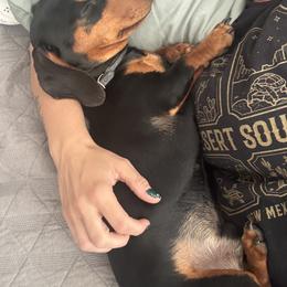 Dachshund All Grown Up from Daschund Pups