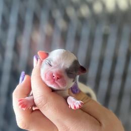 Cora - Blue and white female Chihuahua puppy in Harrison, Michigan from Cloud9 Chihuahuas