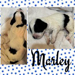 Marley (Blue5) - Parti male Goldendoodle puppy in Ankeny, Iowa from Iowadoodles2love