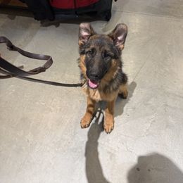 German Shepherd Puppies from Golden Ridge