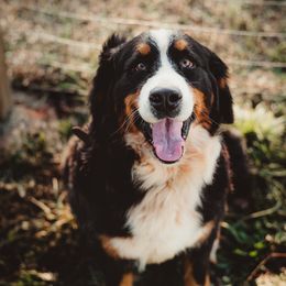 Babs - Bernese Mountain Dog