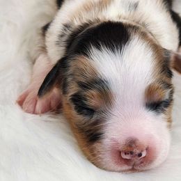 April - Miniature Australian Shepherd puppy from Angel's Aussies
