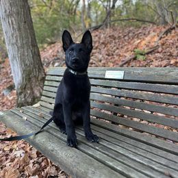 German Shepherd All Grown Up from Von Dem Flussufer