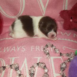 Rose - Chocolate parti female Pomeranian puppy in Weatherford, Texas from Jeweled Poms