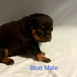 Rottweiler Puppies from Lindsay Boorman