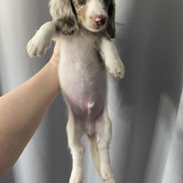 Dachshund Puppies from Dreaming of Dachshunds