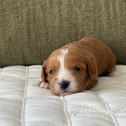 Mocha - Brown male Cavapoo puppy in Gap, Pennsylvania from Coles Cavapoo’s