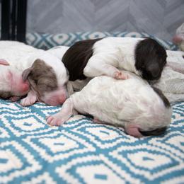 Red - Brown and white male Sheepadoodle puppy in Youngstown, Florida from Wonderland’s Boujie Kennels