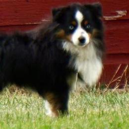 Snap - Toy Australian Shepherd