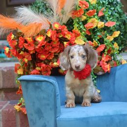 Hazel Chocolate and Cream Dapple to - Chocolate and cream female Dachshund puppy in Woodbine, Georgia from Walker's Minidachs