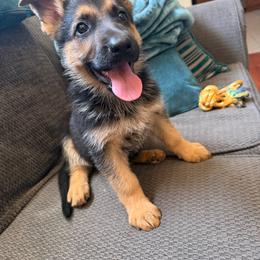 Zelina - Black and red female German Shepherd puppy in Whitewater, California from Vom Haus Metzler Shepherds