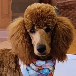 Charlotte - Poodle