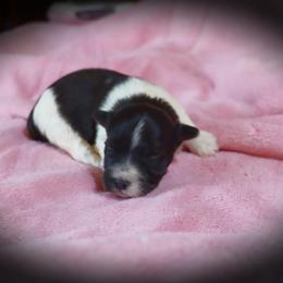 Girl 2 - female Havanese puppy in Hamptonville, North Carolina from Alabama Havanese Kennel