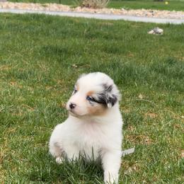 BMF1 - Blue merle female Australian Shepherd puppy in Manchester, Iowa from Lone Willow Aussies