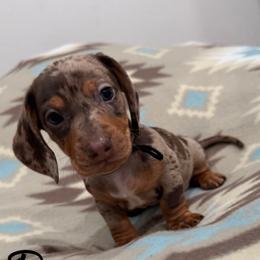 Deacon - Dapple male Dachshund puppy in Jena, Louisiana from Greens Creek Kennel