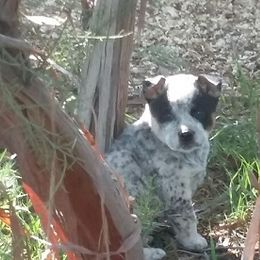 Australian Cattle Dog Puppies from RnB Cattle Dogs