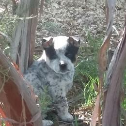 Australian Cattle Dog Puppies from RnB Cattle Dogs