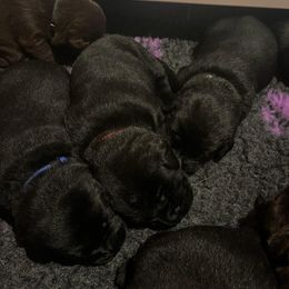 Orange Collar - Black male Labrador Retriever puppy in Chaumont, New York from Peak Performance Labradors