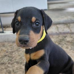 Sparkler - Black and rust male Doberman Pinscher puppy in Valley View, Texas from Daystar Dobermans