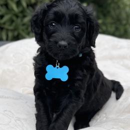 Girl 4 - Black and white female Aussiedoodle puppy in Houston, Texas from Waggin’ R Tails