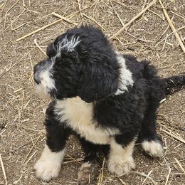 Liberty-born on Memorial Day - Black and white female Sheepadoodle puppy in Falls Creek, Pennsylvania from By Well Kennels