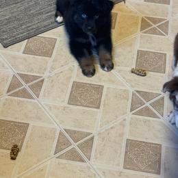 Tweety - Black tri-color female Australian Shepherd puppy in Laotto, Indiana from Circle B working Aussies