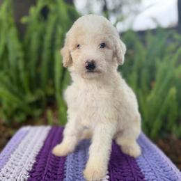 Cove - Apricot male Goldendoodle puppy in Atlantic Beach, Florida from Glamorous Golden Doodles