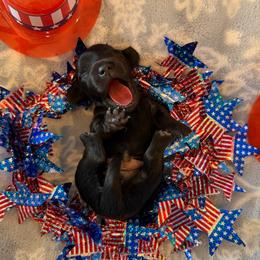Willy - Black male Dachshund puppy in Guthrie, Kentucky from Triple T Dachshunds