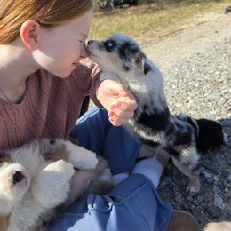 Misty - Blue merle female Australian Shepherd puppy in Leonard, Texas from Tin Roof Aussies