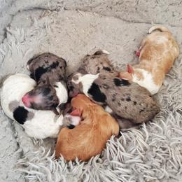 Aussiedoodle Puppies from Down Under Doodles