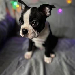 Boston Terrier Puppies from Hammacks