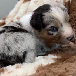 Purple collar - Blue merle female Aussiedoodle puppy in 32046, Florida from River Hill Ranch