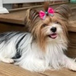 Bubbles - Biewer Terrier