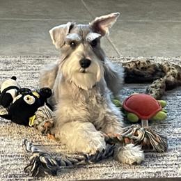 Miniature Schnauzer All Grown Up from Good Shepherd K9 Initiative