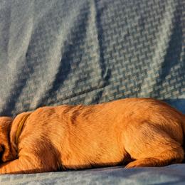 Dilute Retriever and Labrador Retriever Puppies from LC Hunting Labs, LLC.