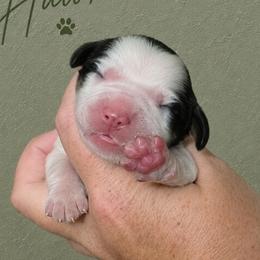 Hawk - Tri-Roan male English Springer Spaniel puppy in Fort White, Florida from Thunderbird Springers